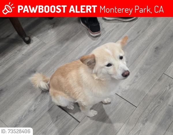 Lost Female Dog last seen Emerson Ave & Gladys Ave, Monterey Park, CA 91755