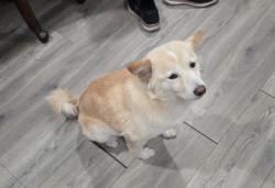 Lost Female Dog last seen Emerson Ave & Gladys Ave, Monterey Park, CA 91755