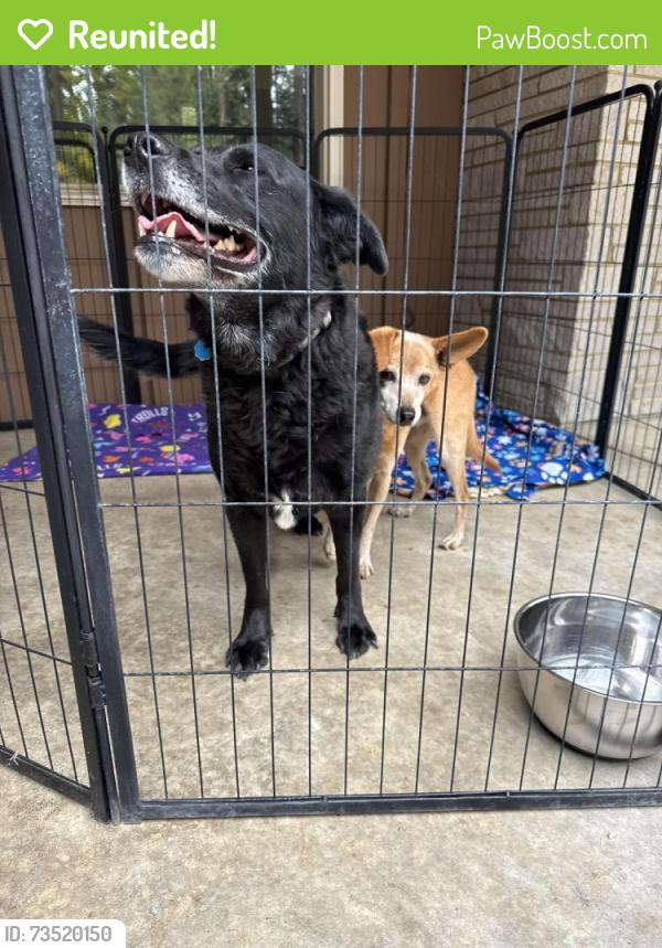 Reunited Unknown Dog last seen S Crestline, Spokane, WA 99223