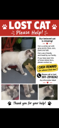 Lost Male Cat last seen Georgia avenue and bell pre rd, Aspen Hill, MD 20853