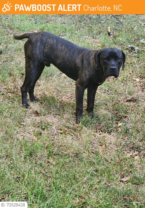 Found/Stray Male Dog last seen Eastbrook Ave, Charlotte, NC 28215