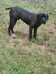 Found/Stray Male Dog last seen Eastbrook Ave, Charlotte, NC 28215