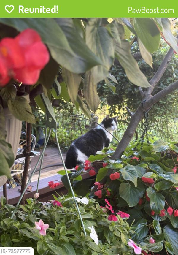 Reunited Male Cat last seen Eastham and Stony Point Rd, Charlottesville, VA 22911