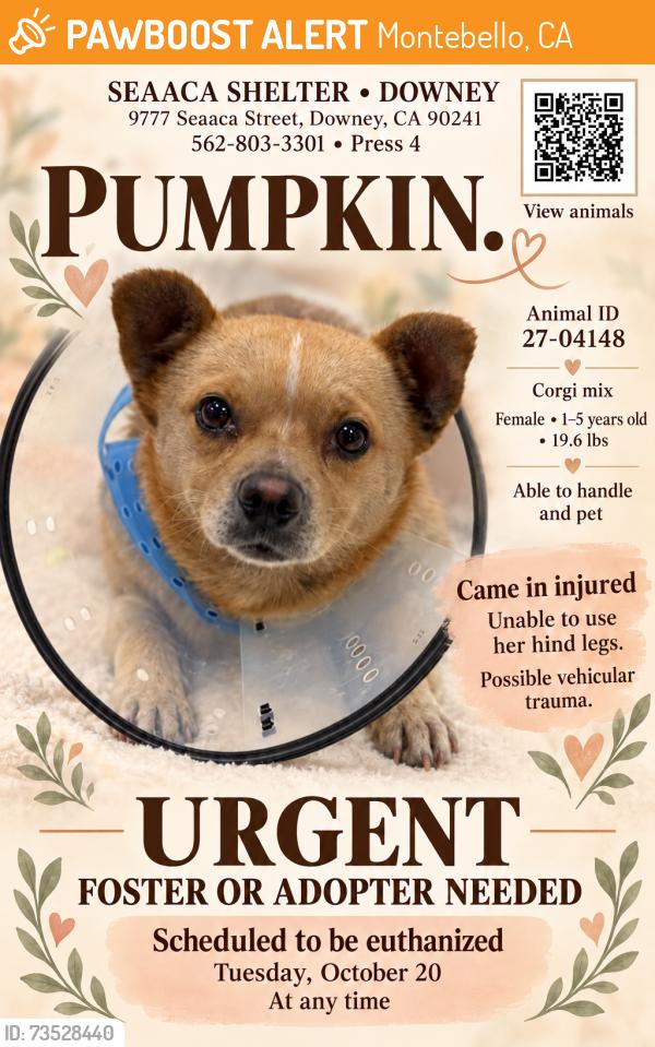 Found/Stray Female Dog last seen SEAACA Shelter Downey, Montebello, CA 90640