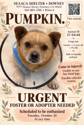 Found/Stray Female Dog last seen SEAACA Shelter Downey, Montebello, CA 90640