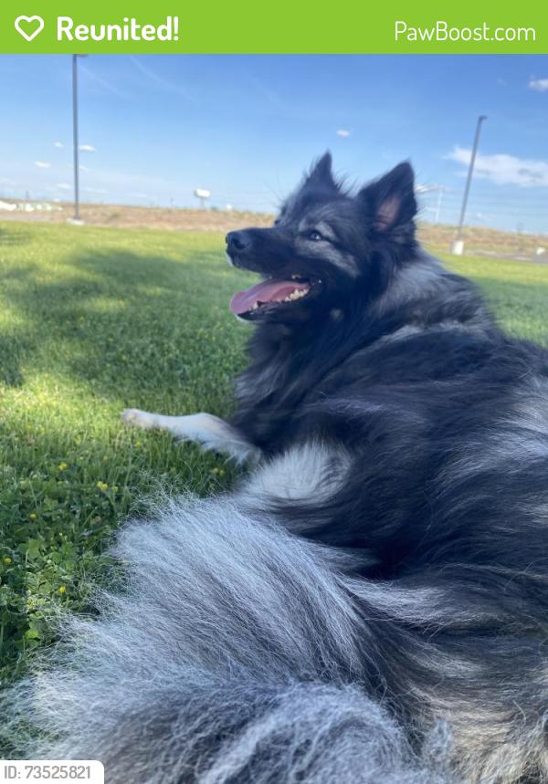 Reunited Female Dog last seen Se 81st and Taylor st, Portland, OR 97215