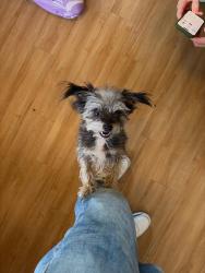 Found/Stray Male Dog last seen Near Fort Stockton Drive, San Diego, CA 92103