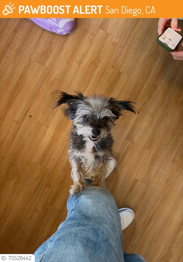 Found/Stray Male Dog last seen Near Fort Stockton Drive, San Diego, CA 92103