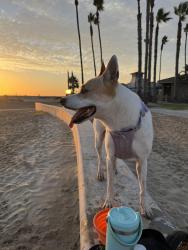Lost Female Dog last seen Kalnor ave & imperial, Norwalk, CA 90650