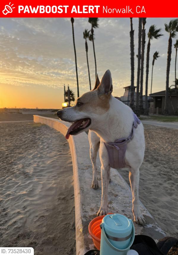 Lost Female Dog last seen Kalnor ave & imperial, Norwalk, CA 90650