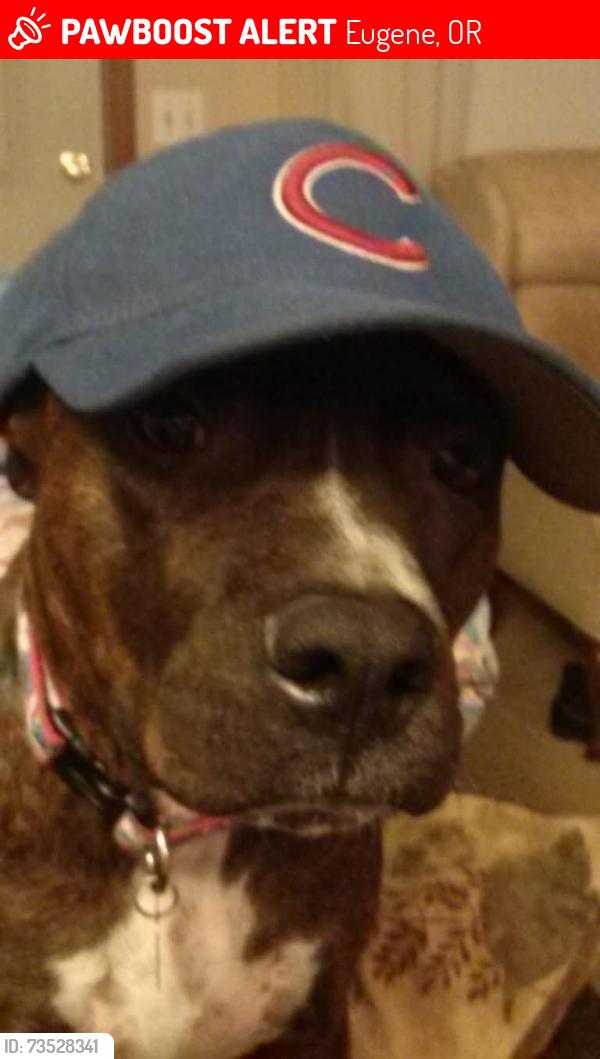 Lost Male Dog last seen Near Skyline Boulevard, Eugene, OR 97403 Usa, Eugene, OR 97403