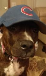 Lost Male Dog last seen Near Skyline Boulevard, Eugene, OR 97403 Usa, Eugene, OR 97403