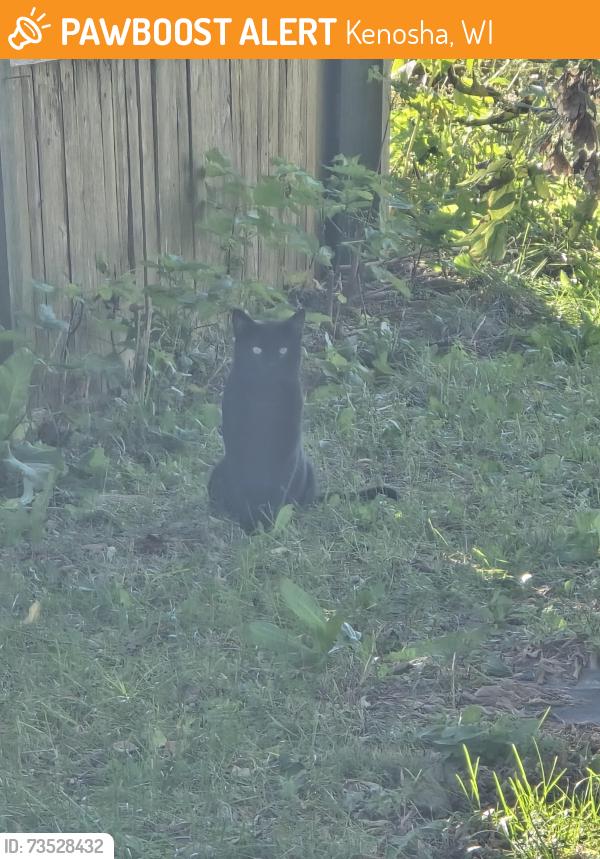 Found/Stray Unknown Cat last seen 30th Avenue and 63rd Street, Kenosha, WI 53143