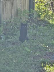 Found/Stray Unknown Cat last seen 30th Avenue and 63rd Street, Kenosha, WI 53143