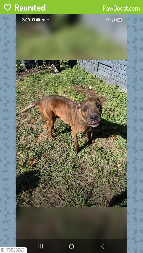 Reunited Male Dog last seen SE 15th St, Midwest City, OK 73110