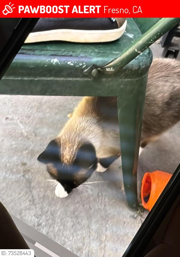 Lost Male Cat last seen Bullard and Polk, Fresno, CA 93722