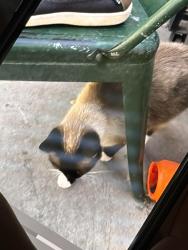 Lost Male Cat last seen Bullard and Polk, Fresno, CA 93722