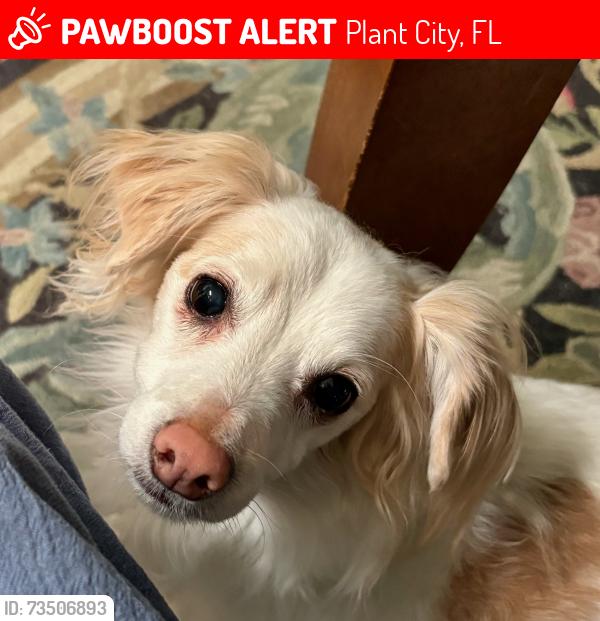 Lost Male Dog last seen Near Creek Woods Dr, Plant City, Florida, Plant City, FL 33563