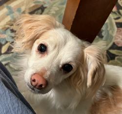 Lost Male Dog last seen Near Creek Woods Dr, Plant City, Florida, Plant City, FL 33563