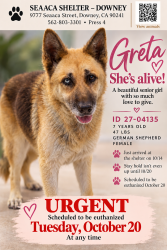 Found/Stray Female Dog last seen SEAACA Shelter Downey, South Gate, CA 90280