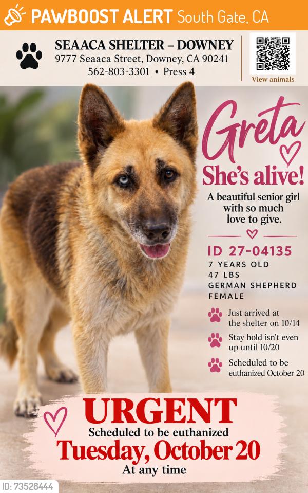 Found/Stray Female Dog last seen SEAACA Shelter Downey, South Gate, CA 90280