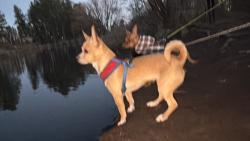 Reunited Female Dog last seen Pine View Village apmts, Flagstaff, AZ 86001