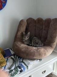 Lost Female Cat last seen Trenton new castle, Fort Walton Beach, FL 32547