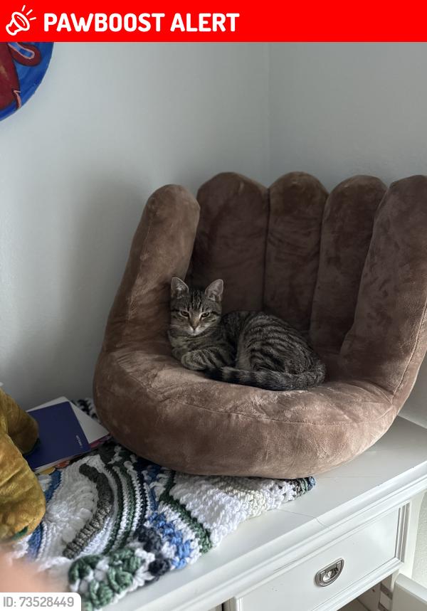 Lost Female Cat last seen Trenton new castle, Fort Walton Beach, FL 32547