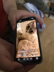 Lost Female Cat last seen Bullard and polk, Fresno, CA 93722