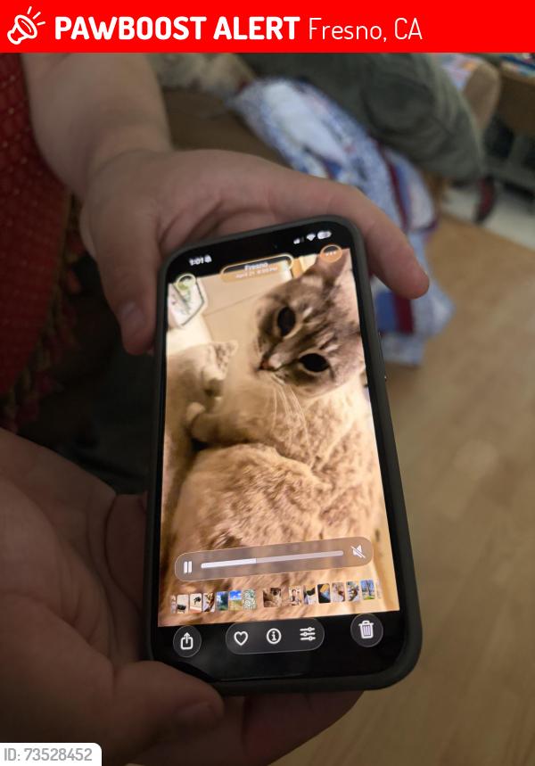 Lost Female Cat last seen Bullard and polk, Fresno, CA 93722