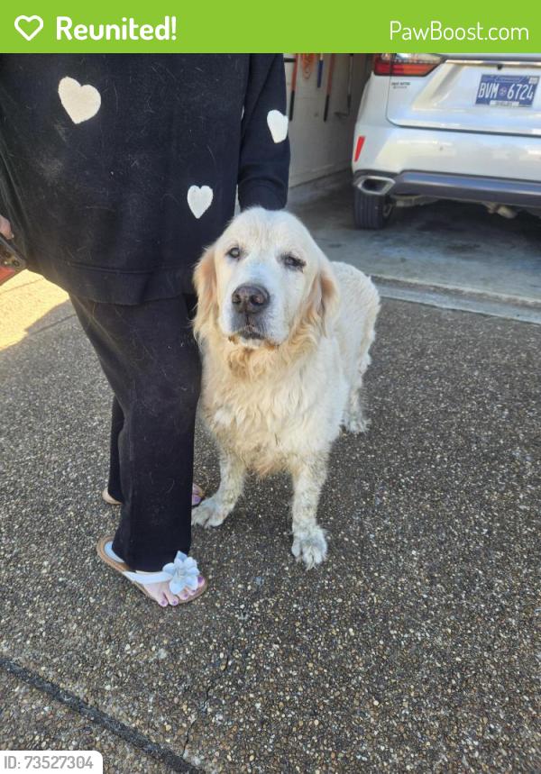 Reunited Unknown Dog last seen Macon Road and Far Drive, Memphis, TN 38016