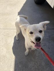 Found/Stray Male Dog last seen E Erna Ave & Lemon St, La Habra, CA 90631