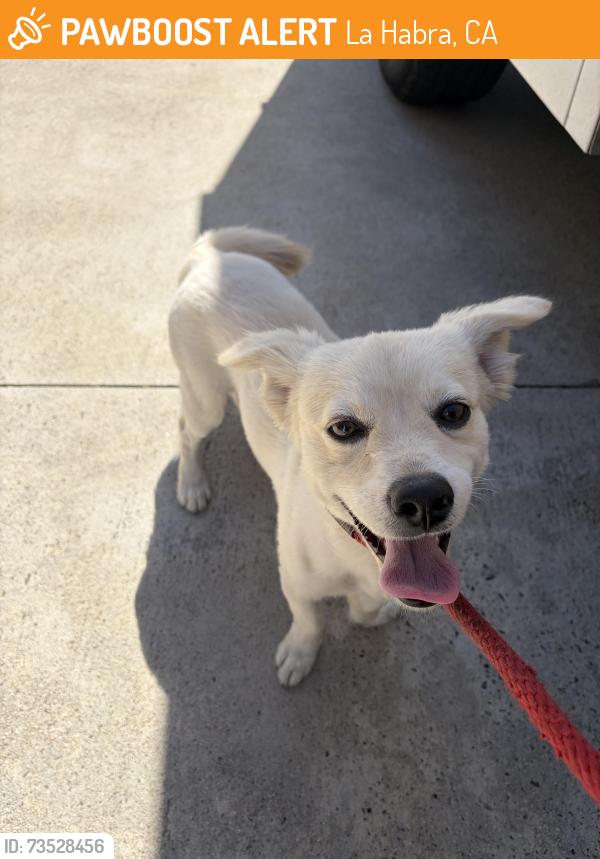 Found/Stray Male Dog last seen E Erna Ave & Lemon St, La Habra, CA 90631