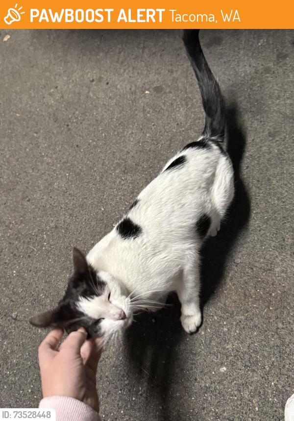 Found/Stray Unknown Cat last seen Tacoma General hosp ER parking garage, Tacoma, WA 98405