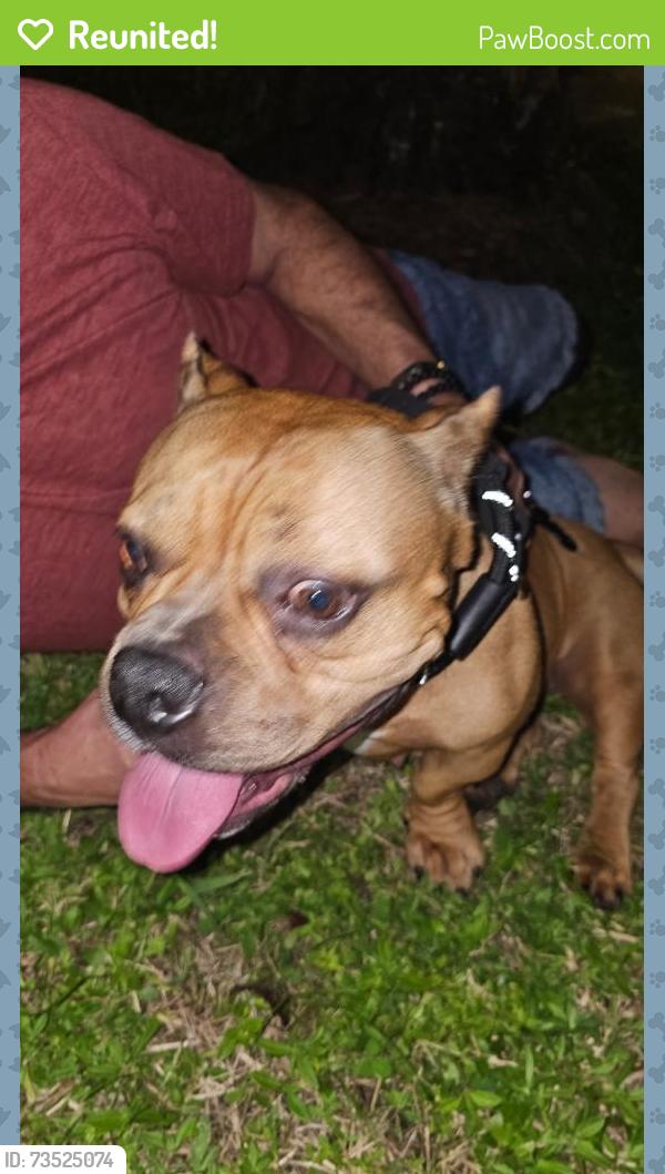 Reunited Unknown Dog last seen Country club circle, Plantation, FL 33317