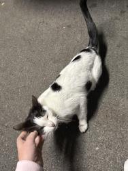 Found/Stray Unknown Cat last seen Tacoma General hosp ER parking garage, Tacoma, WA 98405