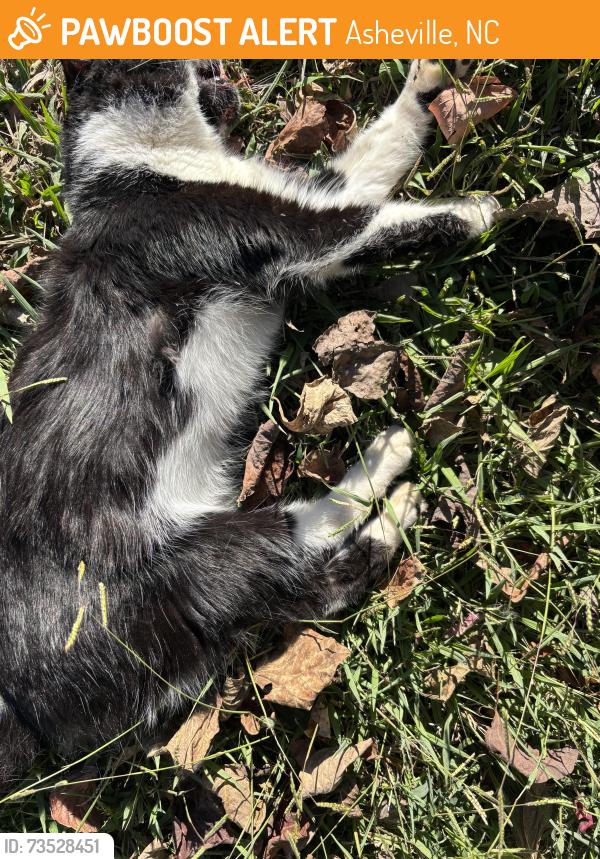 Found/Stray Unknown Cat last seen Oakcrest and Huffman, Asheville, NC 28806