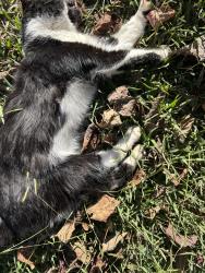 Found/Stray Unknown Cat last seen Oakcrest and Huffman, Asheville, NC 28806