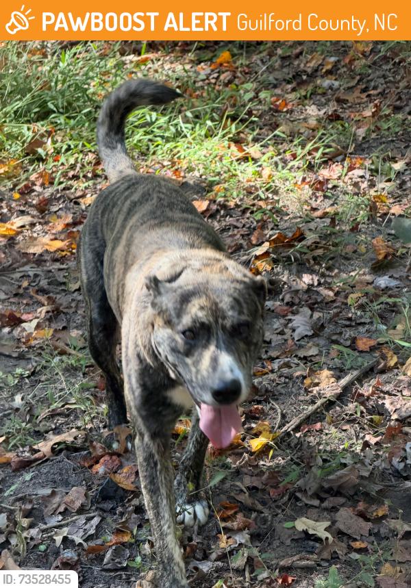 Found/Stray Male Dog last seen Woody Mill, Guilford County, NC 27406