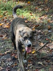 Found/Stray Male Dog last seen Woody Mill, Guilford County, NC 27406