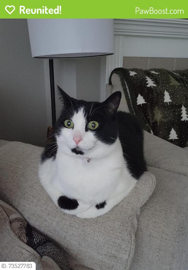 Reunited Female Cat last seen Interlaaken and Veterans Dr SW, Lakewood, WA 98498