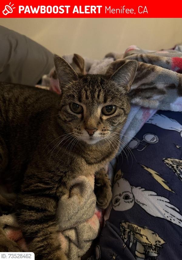 Lost Female Cat last seen Freedom Crest Elementary School, Menifee, CA 92584