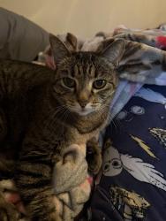 Lost Female Cat last seen Freedom Crest Elementary School, Menifee, CA 92584