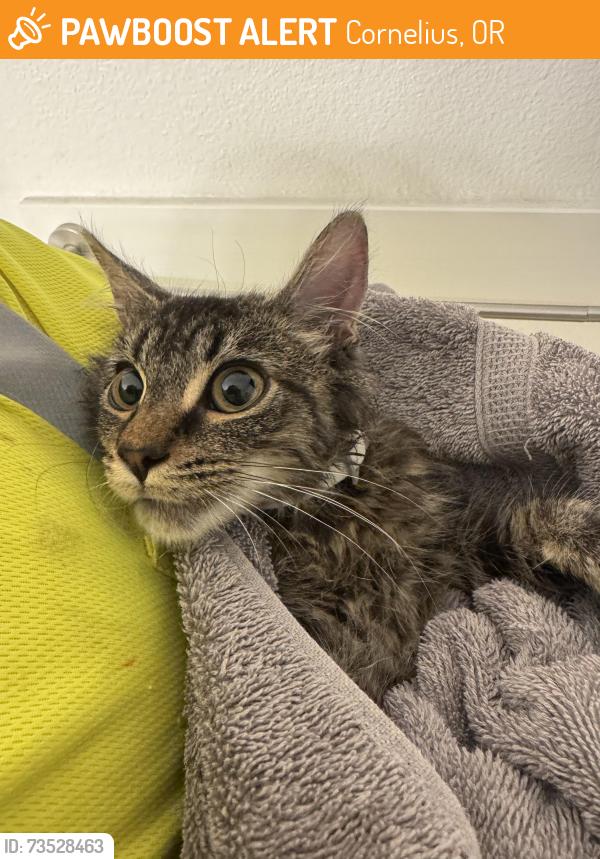 Found/Stray Male Cat last seen Baseline st and 20th, Cornelius, OR 97113