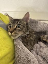 Found/Stray Male Cat last seen Baseline st and 20th, Cornelius, OR 97113