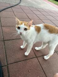 Lost Male Cat last seen Emnora Ln Houston TX 77043, Houston, TX 77080