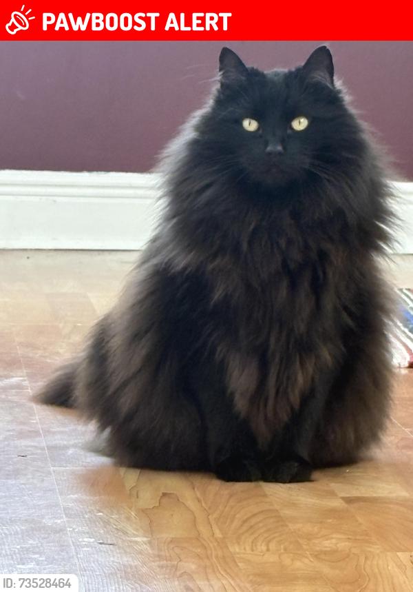 Lost Male Cat last seen Argyle, Kawartha Lakes, ON K0M 2T0