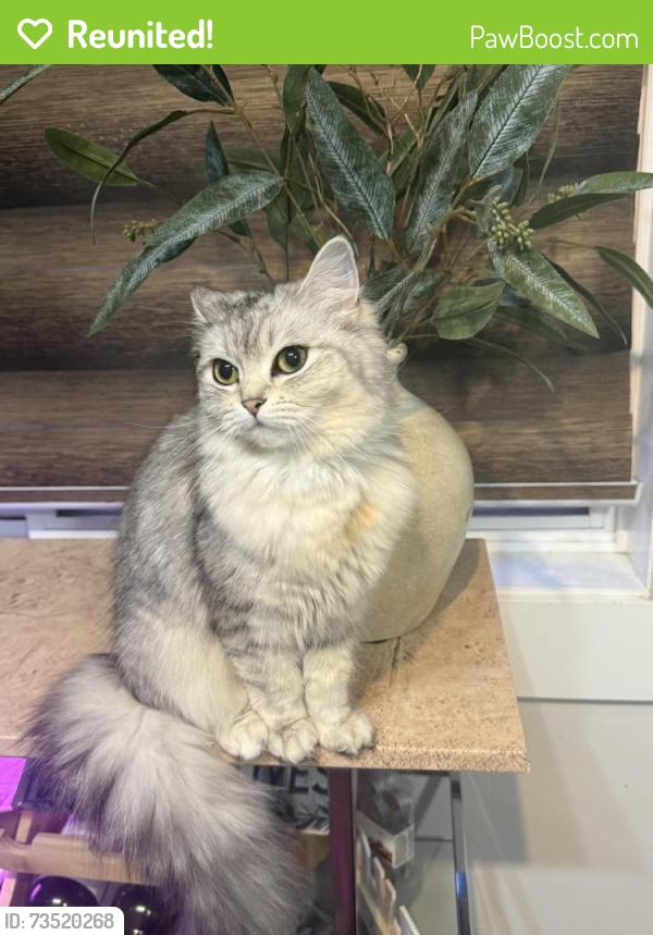 Reunited Female Cat last seen Crescent Heights, Calgary, AB T2M 0G8