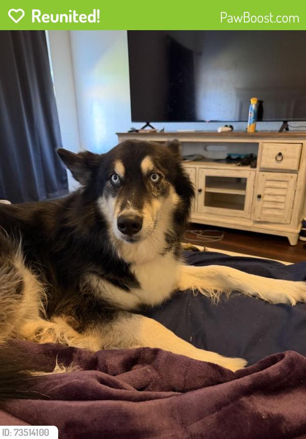 Reunited Female Dog last seen Plaze towers Elementary School, Moore, OK 73160