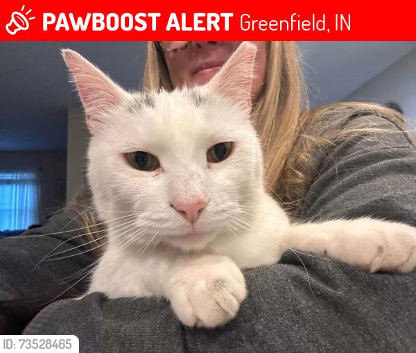 Lost Male Cat last seen Sandalwood Dr and Center St, Greenfield, IN 46140